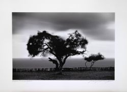 Araquem Alcantara - Trancoso - Bahia